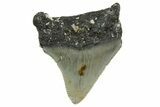 Serrated, Juvenile Megalodon Tooth - North Carolina #361728-1